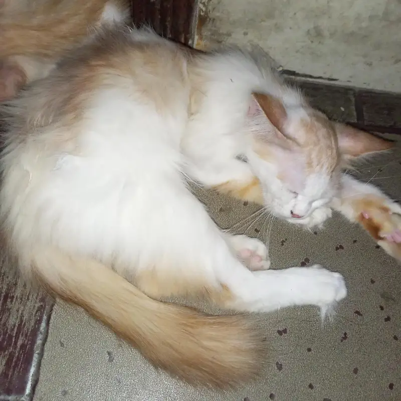 make kittens for sale — photo 2