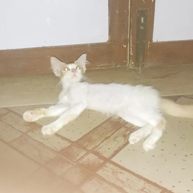 make kittens for sale — photo 3