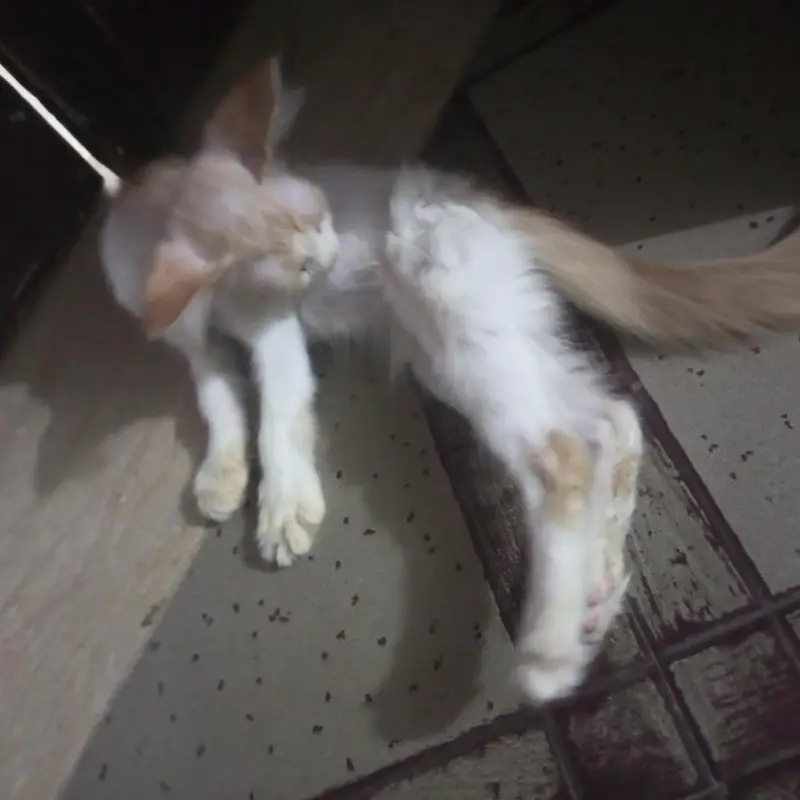 make kittens for sale — photo 4