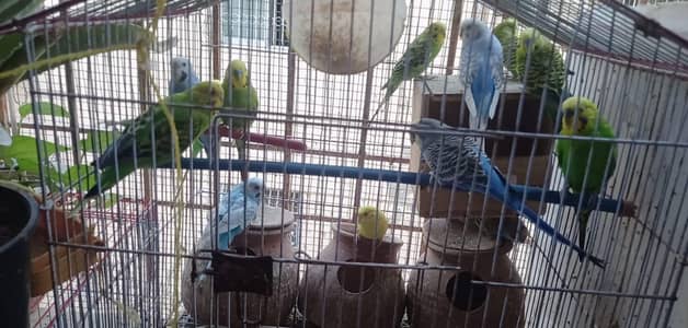 Austrailian Budgies, 14 with different age.