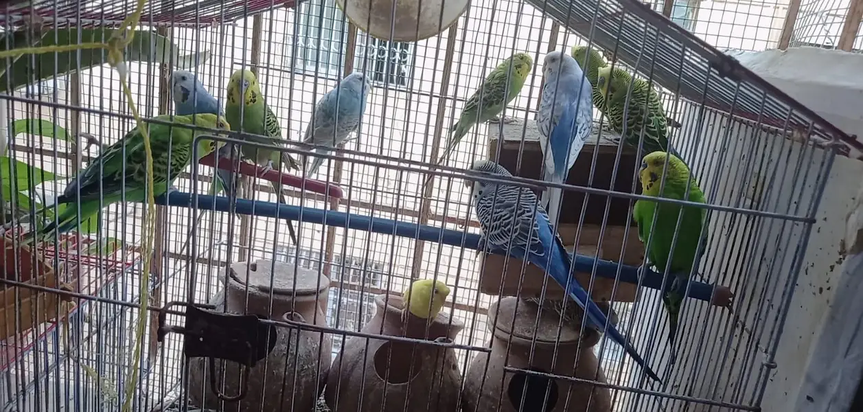 Austrailian Budgies, 14 with different age. — photo 2