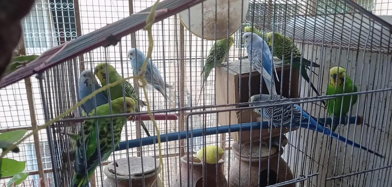 Austrailian Budgies, 14 with different age. — photo 3