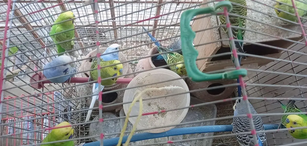 Austrailian Budgies, 14 with different age. — photo 4