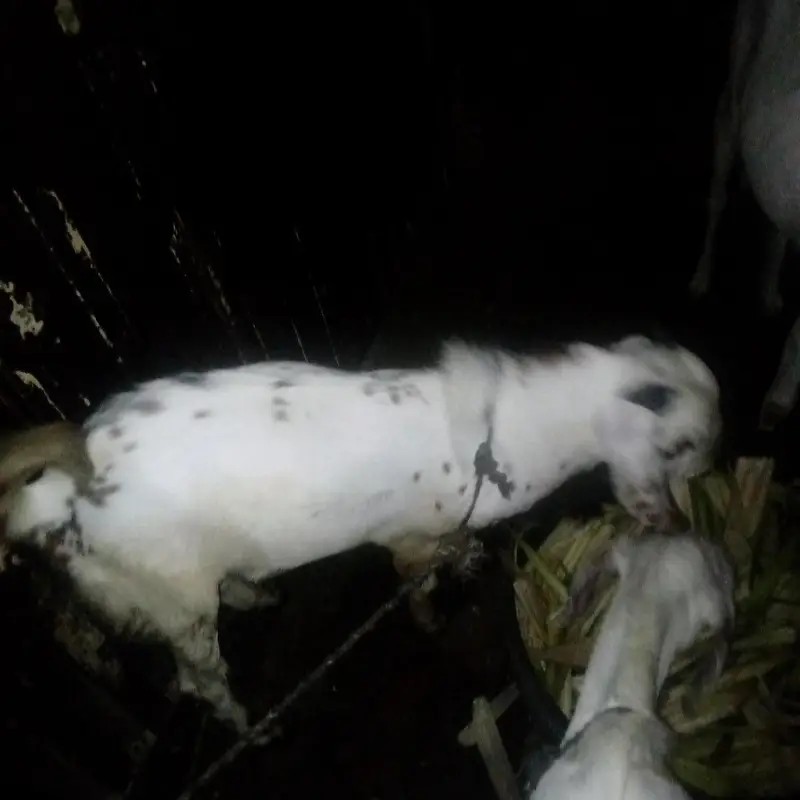 Desi bakra — photo 2