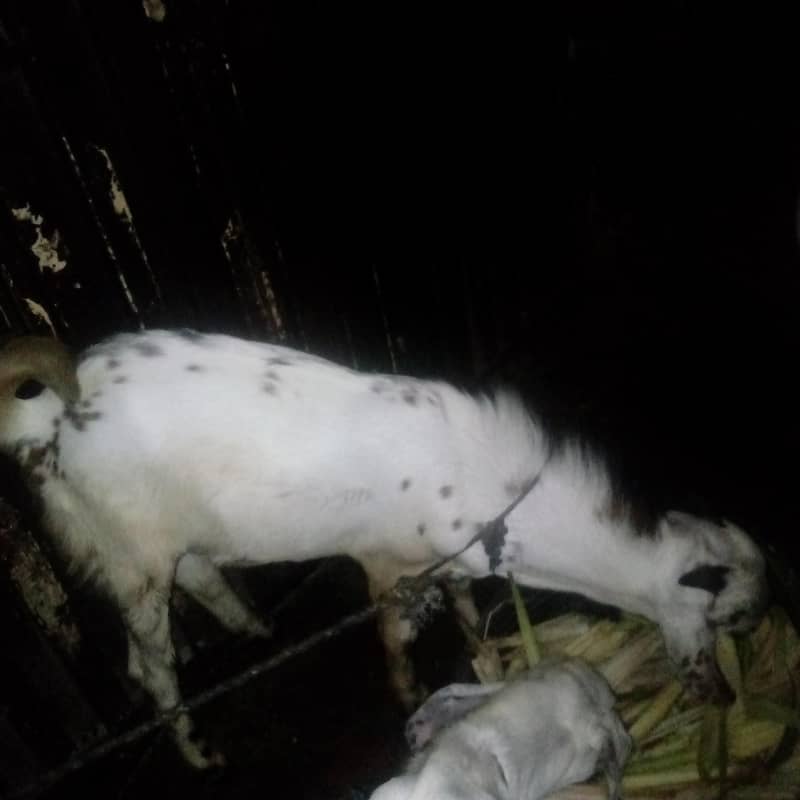 Desi bakra 2