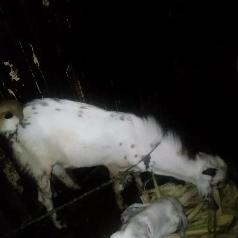 Desi bakra — photo 3