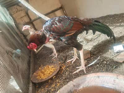 Aseel murga murgi breeder pair available