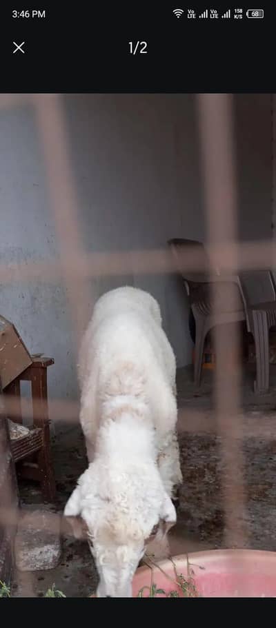 Bakra for sale