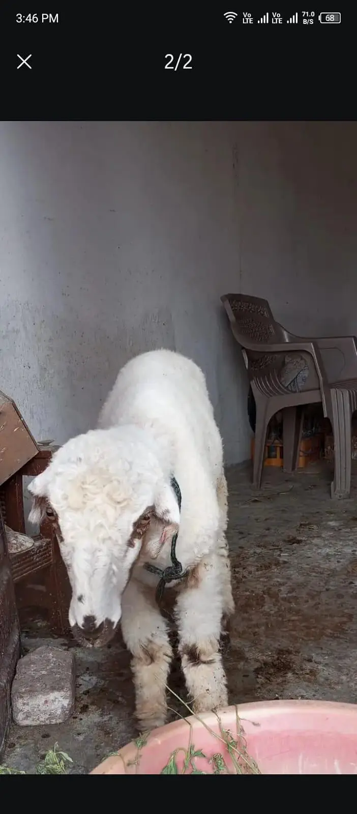 Bakra for sale — photo 2