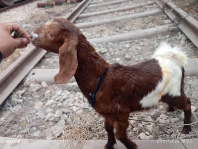 Full Desi Bakra