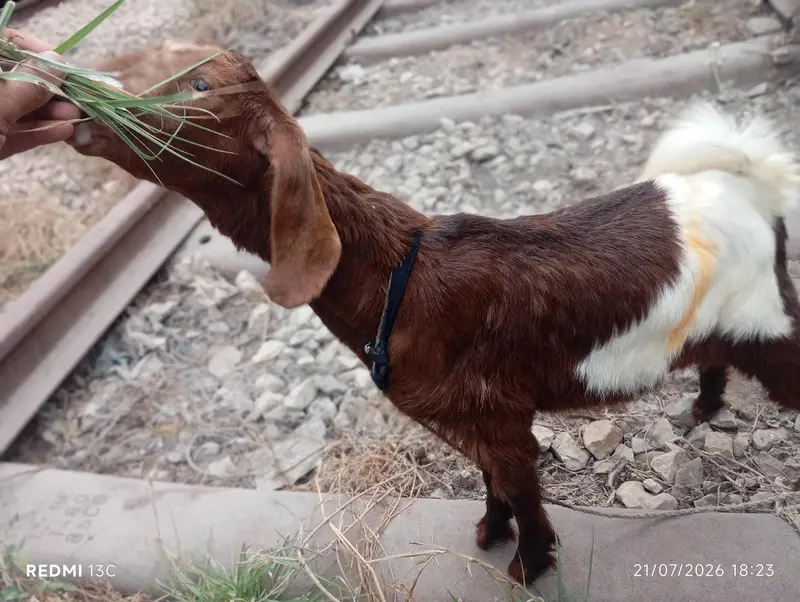 Full Desi Bakra — photo 2
