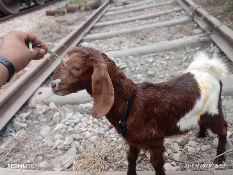 Full Desi Bakra — photo 3