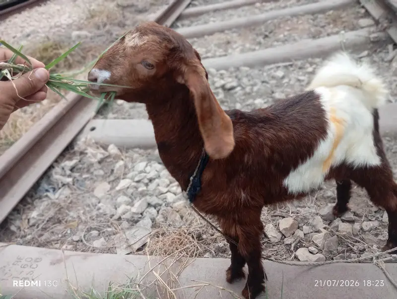 Full Desi Bakra — photo 4