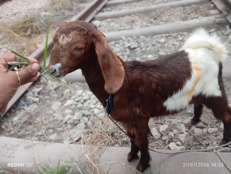 Full Desi Bakra — photo 5