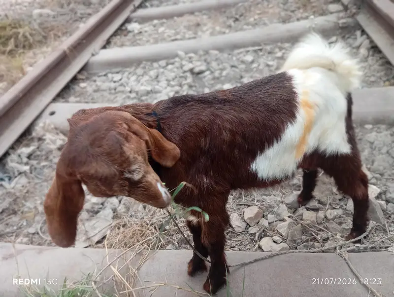 Full Desi Bakra — photo 7