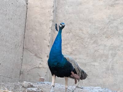 blue shoulder peacock pair for sell healthy active