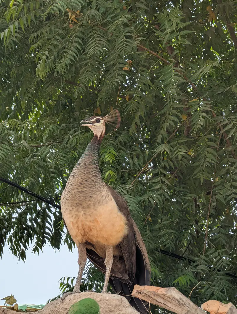 Peacock / Blue Shoulders For Sale — photo 4