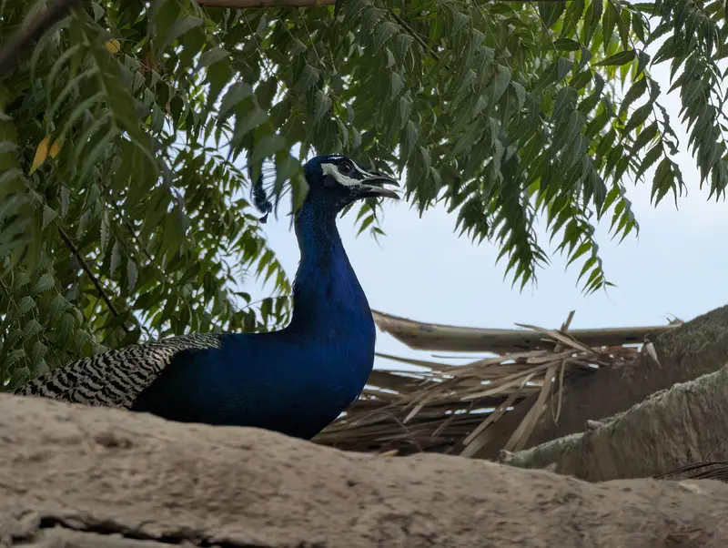 Peacock / Blue Shoulders For Sale — photo 6