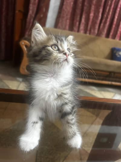 Persian kitten