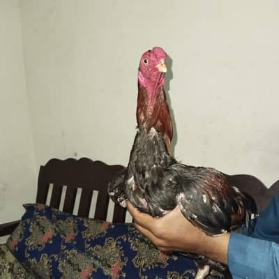 pakistani aseel thekar nasal