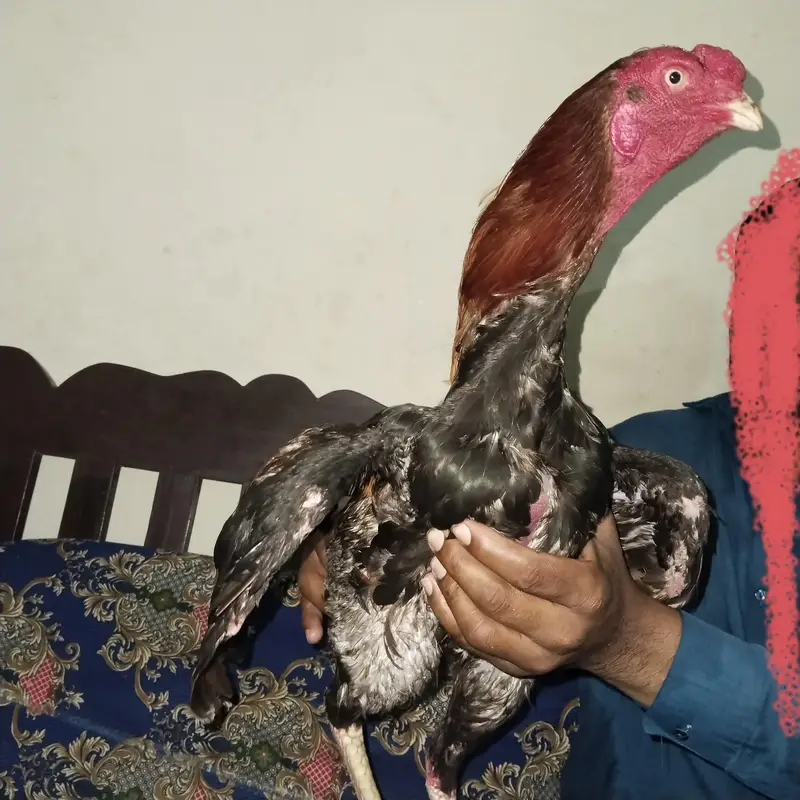 pakistani aseel thekar nasal — photo 2