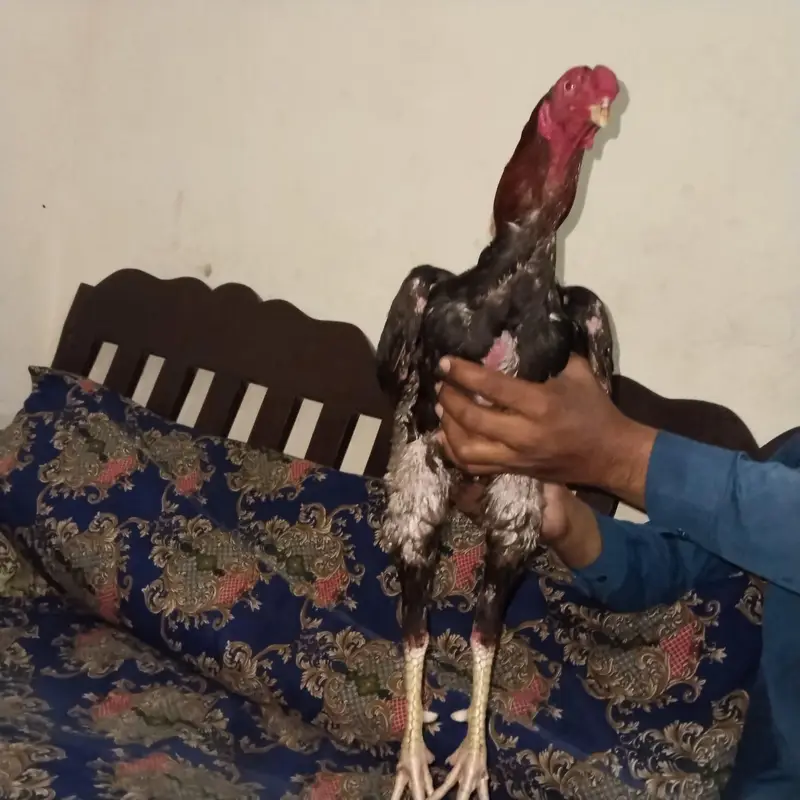 pakistani aseel thekar nasal — photo 3