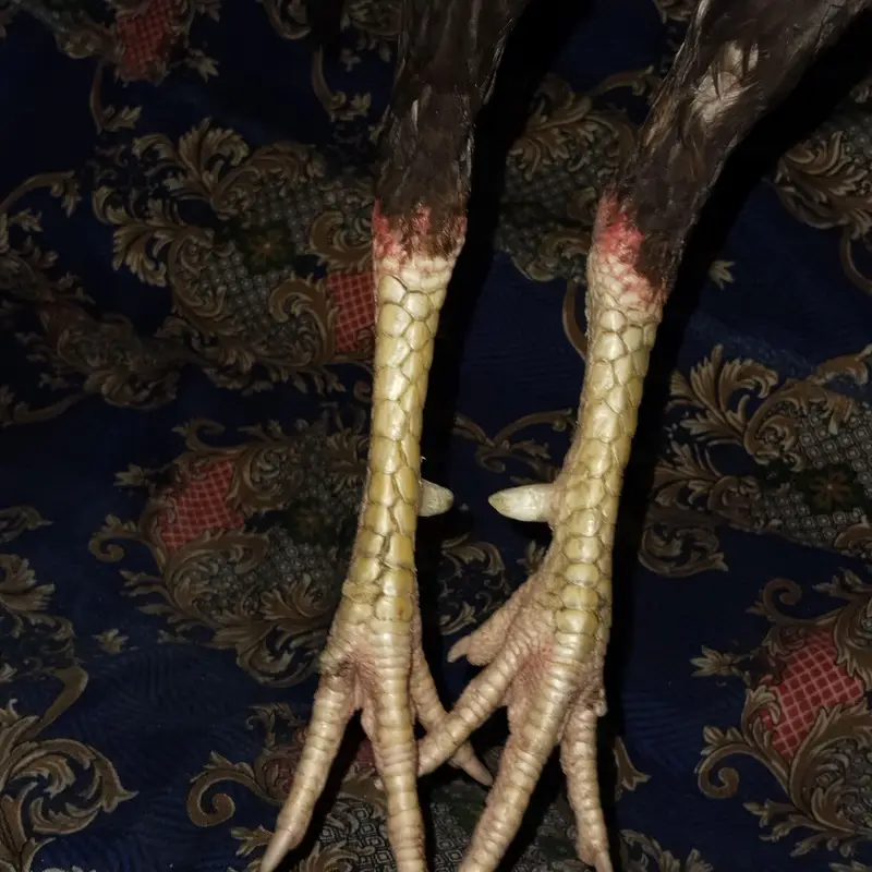 pakistani aseel thekar nasal — photo 4