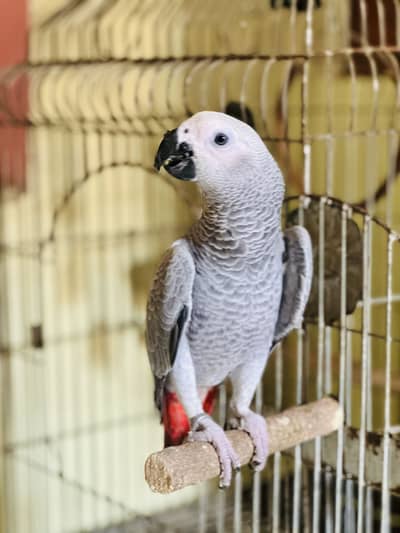 African Gray Parrot