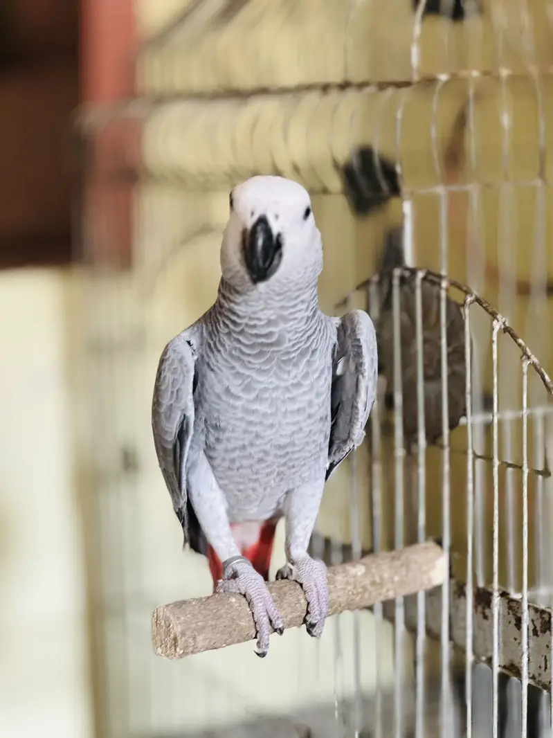 African Gray Parrot — photo 2