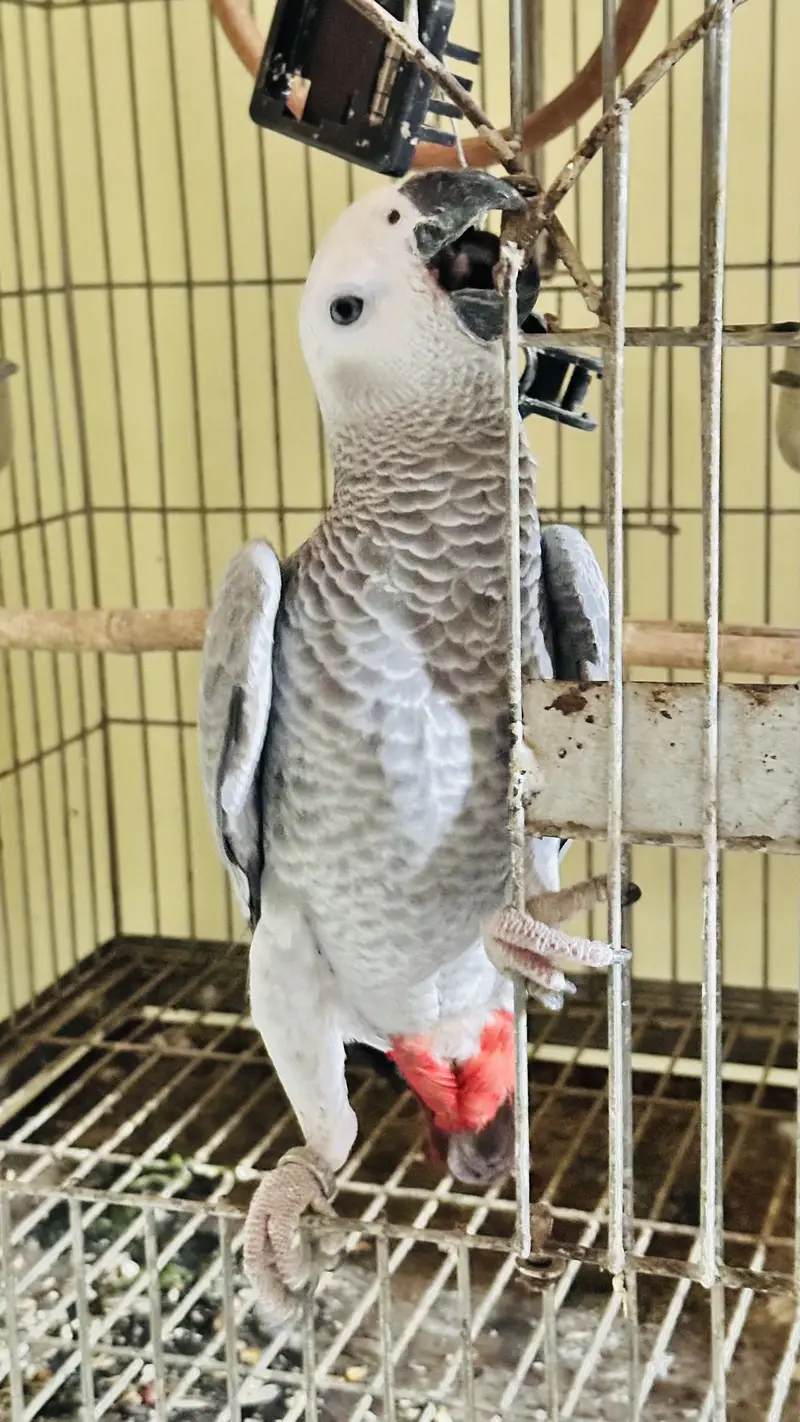 African Gray Parrot — photo 3