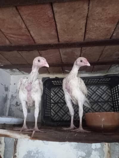 paper white aseel chicks  for sale whatsapp [0344***82***61***381]