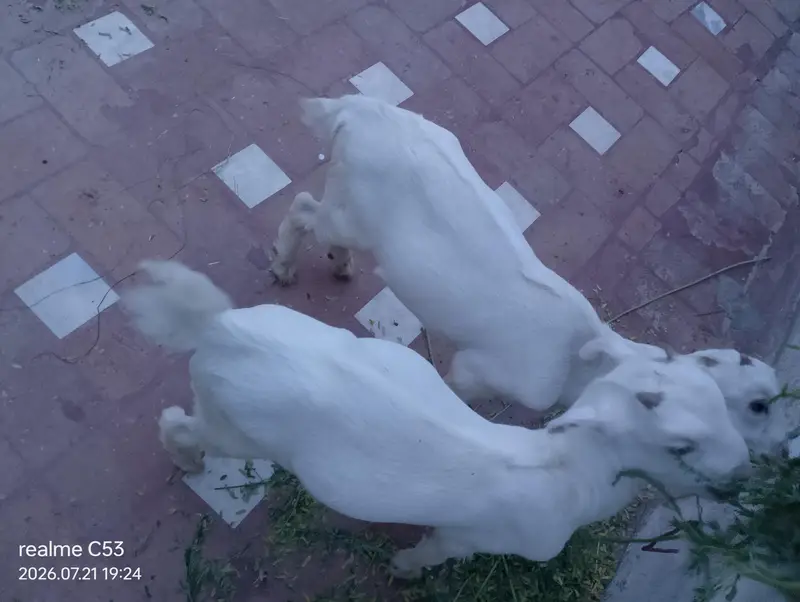 two white teddy male — photo 2