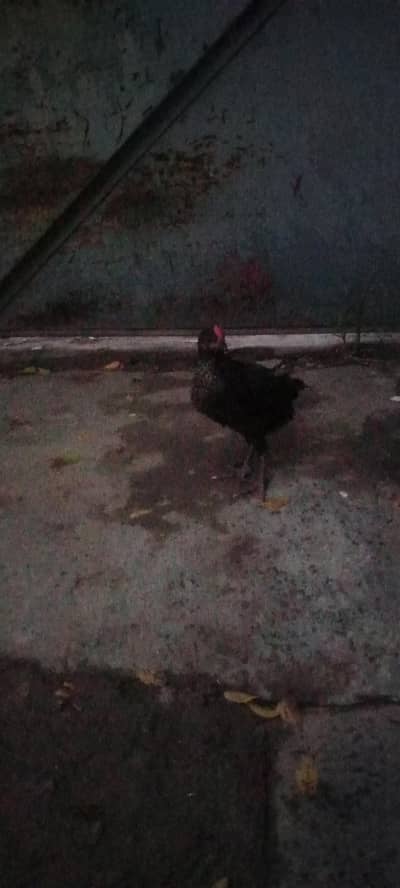 4chick ghar ka pla hua ha 4 mahena