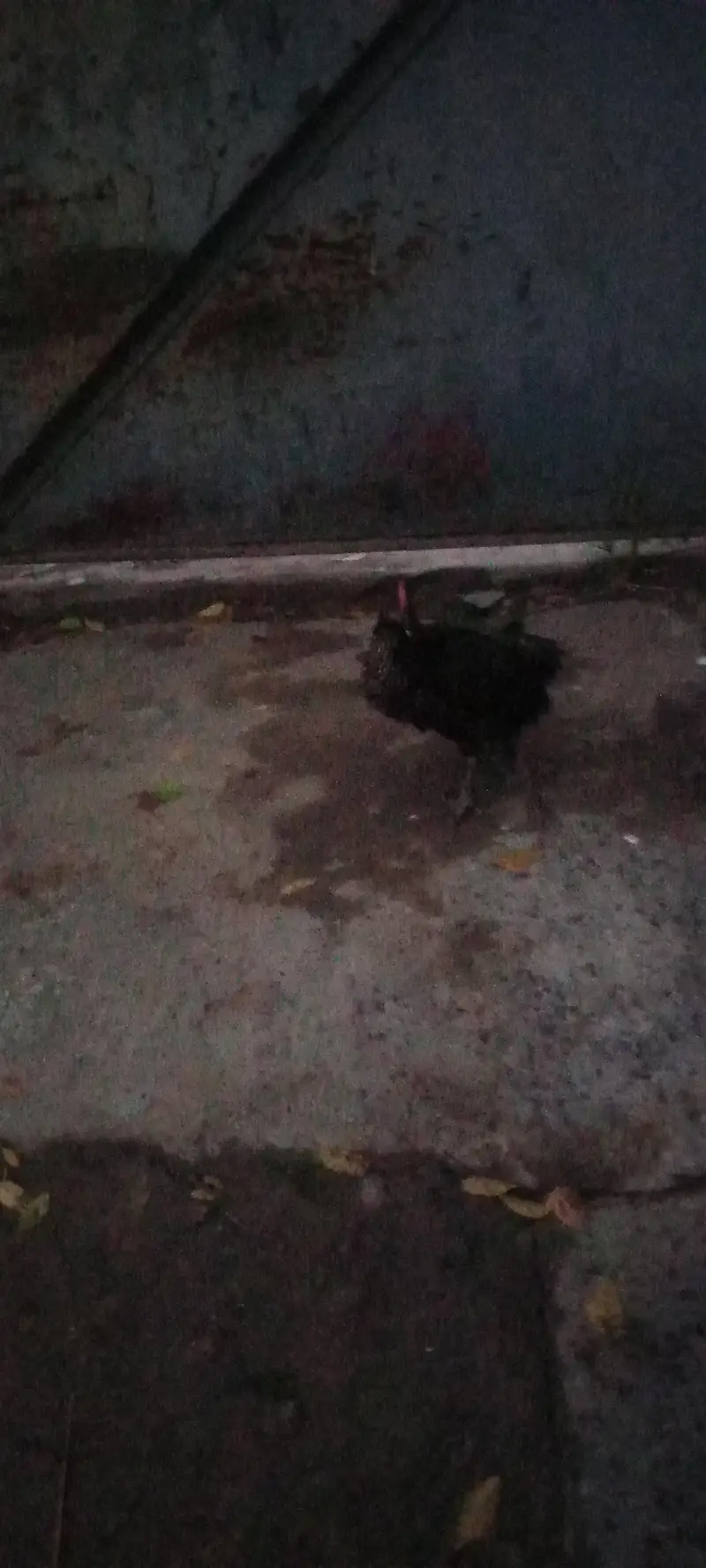 4chick ghar ka pla hua ha 4 mahena — photo 2