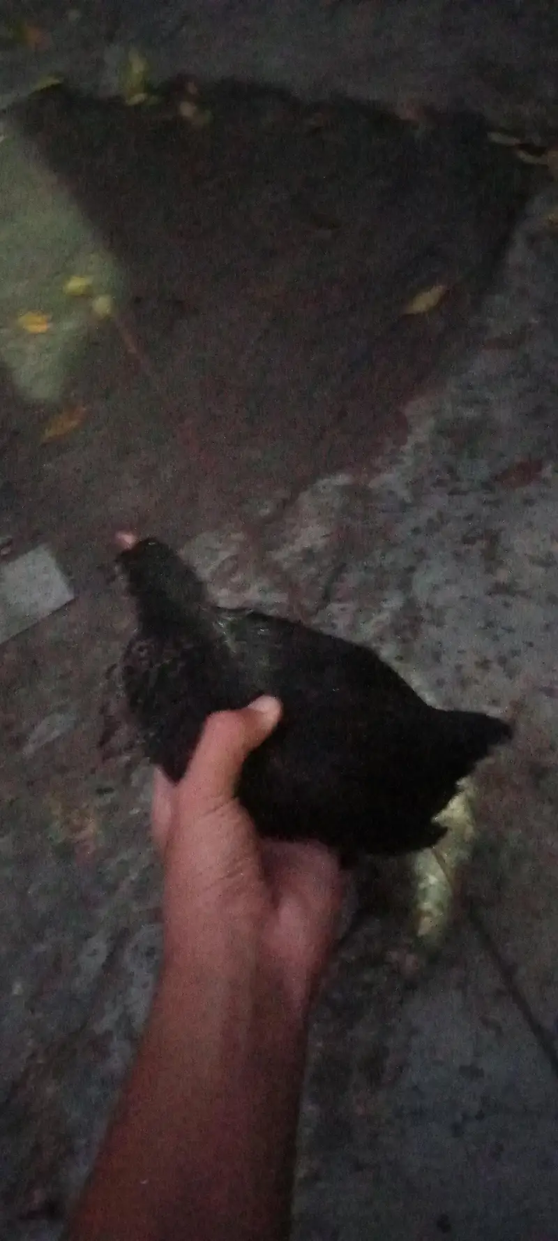 4chick ghar ka pla hua ha 4 mahena — photo 3