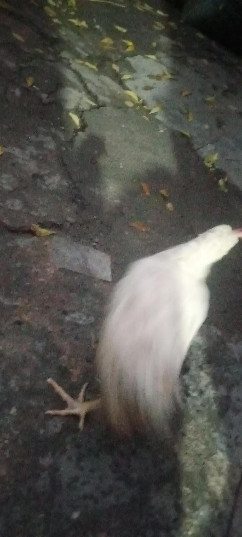 4chick ghar ka pla hua ha 4 mahena — photo 4