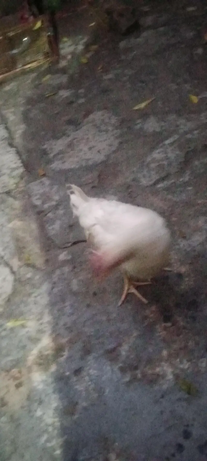 4chick ghar ka pla hua ha 4 mahena — photo 5