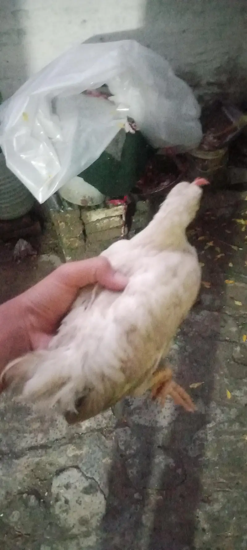4chick ghar ka pla hua ha 4 mahena — photo 6