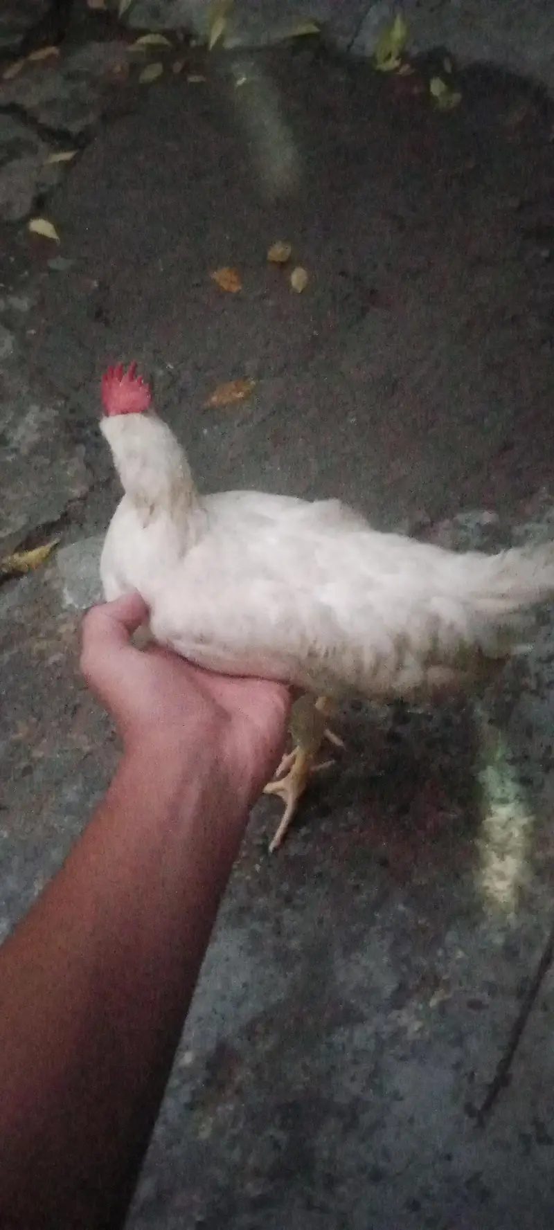 4chick ghar ka pla hua ha 4 mahena — photo 7