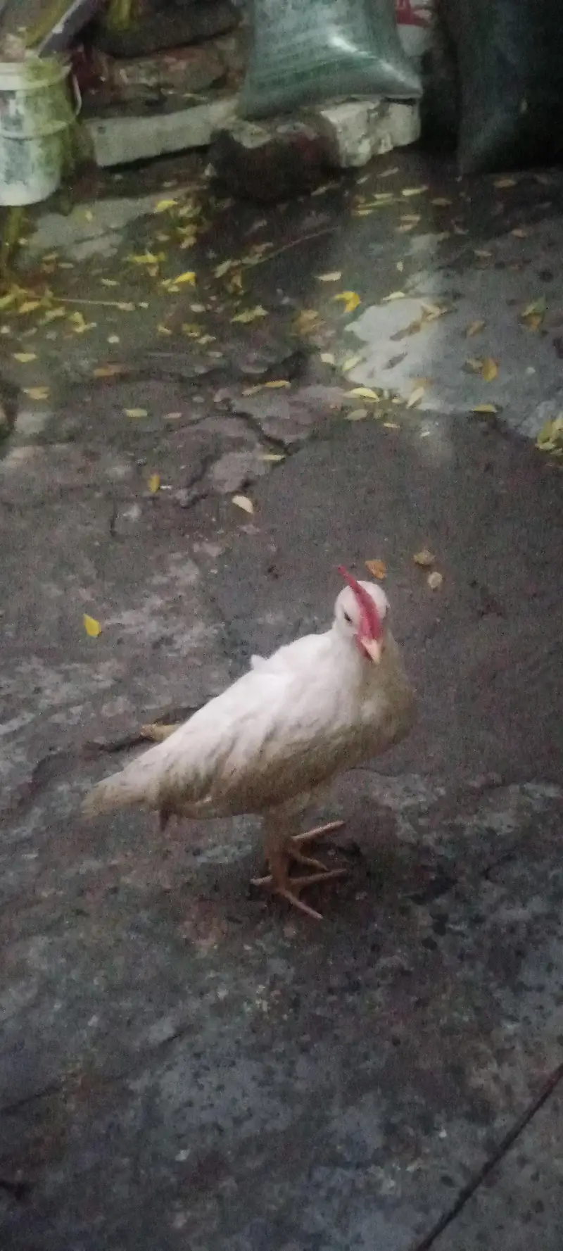 4chick ghar ka pla hua ha 4 mahena — photo 8
