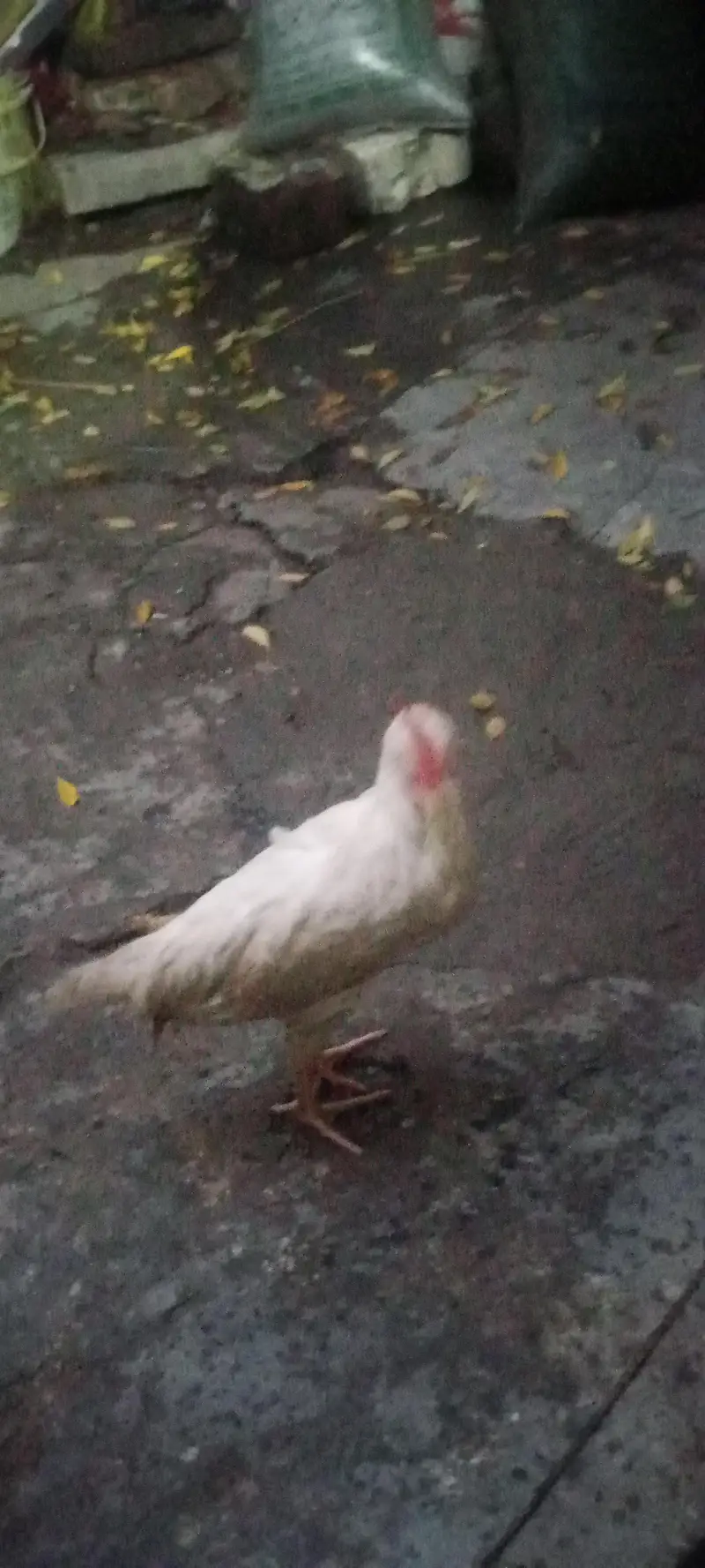 4chick ghar ka pla hua ha 4 mahena — photo 9