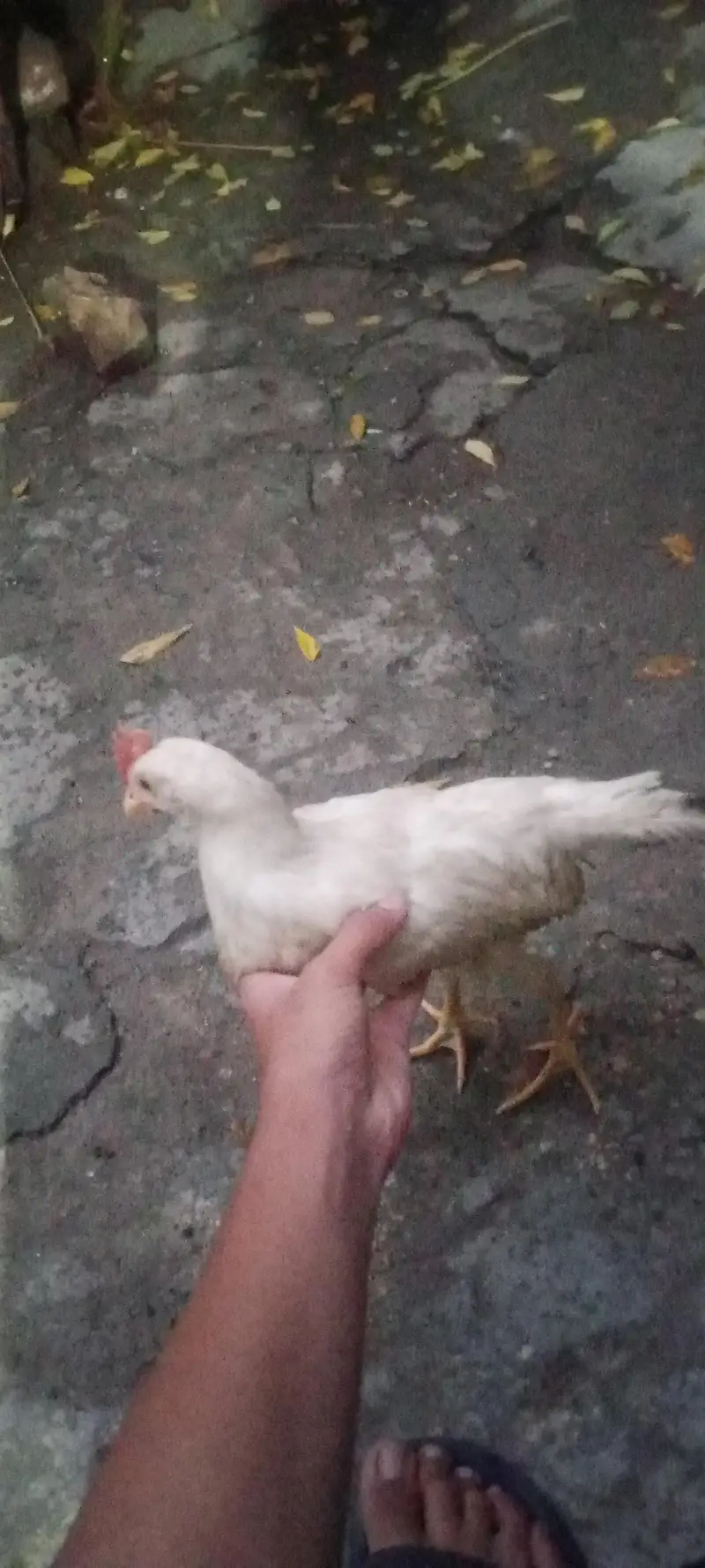4chick ghar ka pla hua ha 4 mahena — photo 10