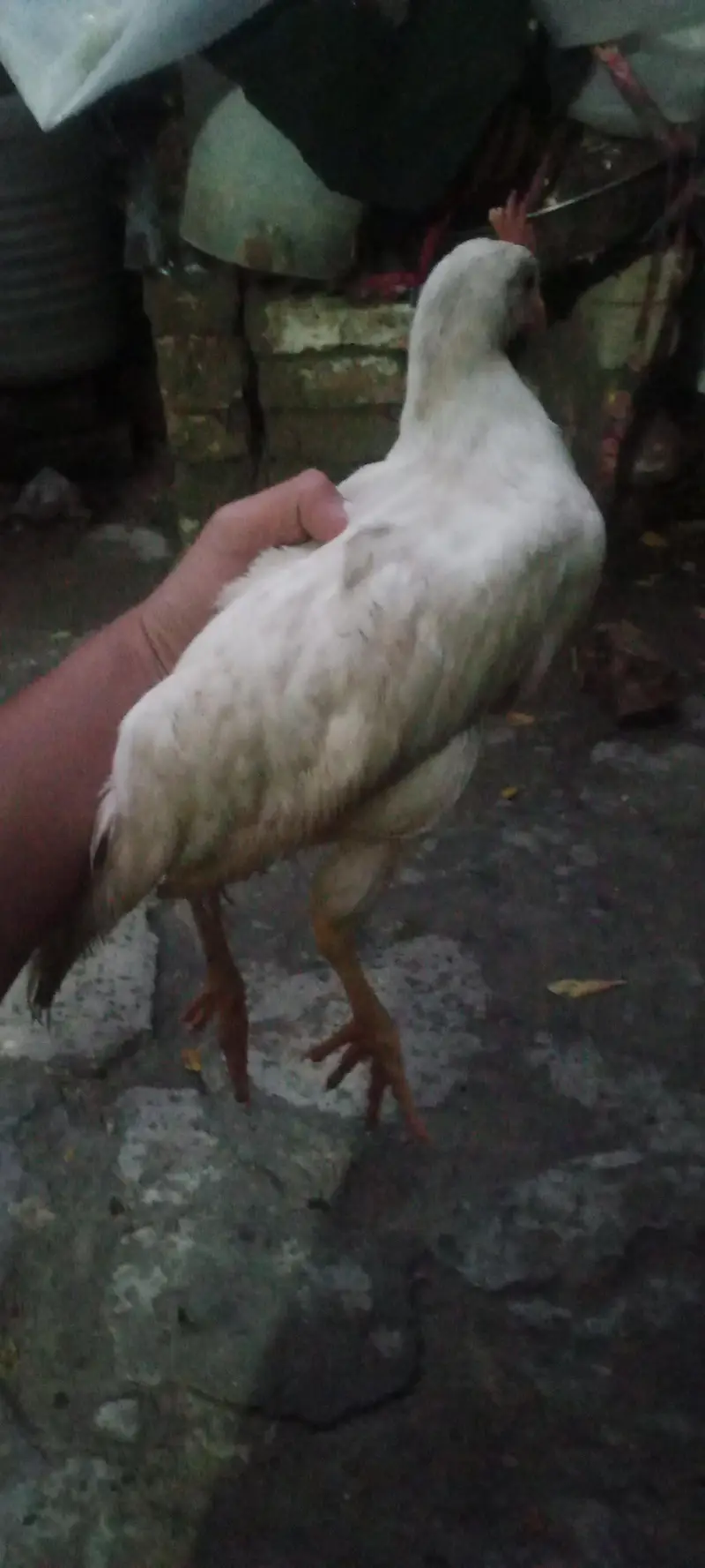 4chick ghar ka pla hua ha 4 mahena — photo 11