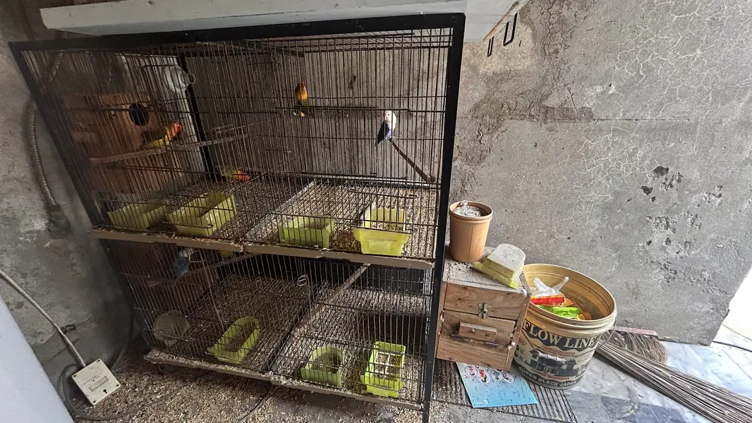 Angle iron cage 3*1.5 for sale — photo 3