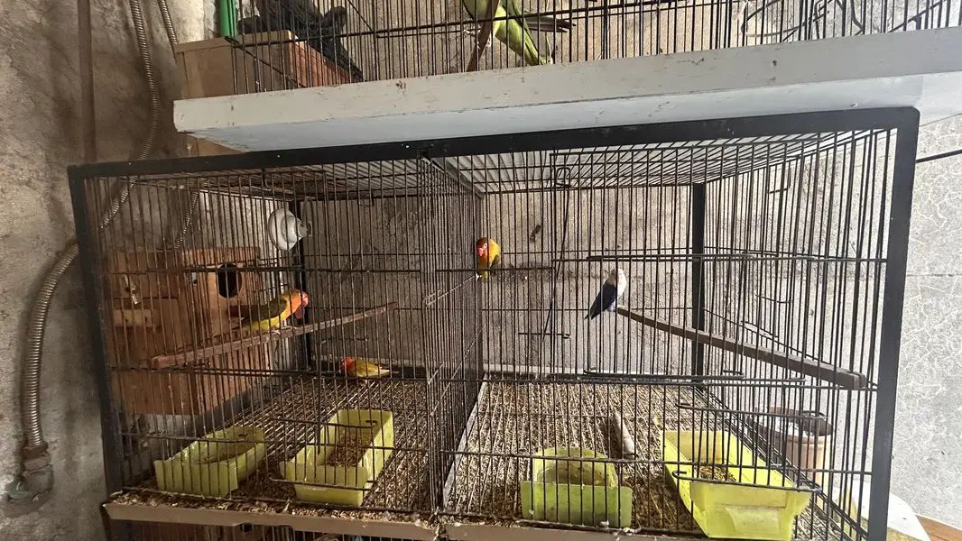 Angle iron cage 3*1.5 for sale — photo 4