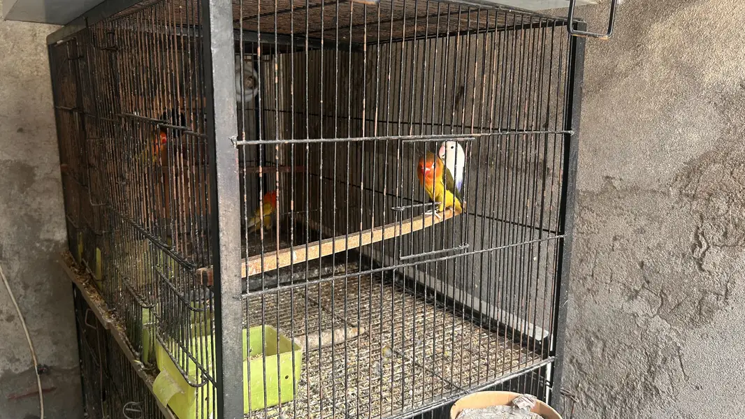 Angle iron cage 3*1.5 for sale — photo 5