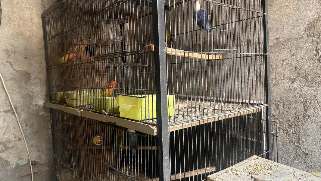 Angle iron cage 3*1.5 for sale — photo 6