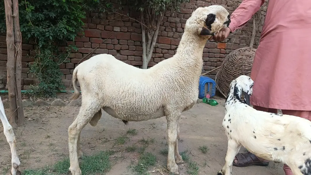 Mundra Chatra — photo 2