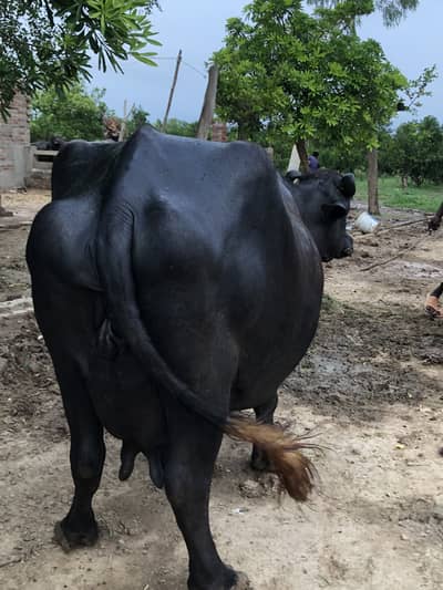 Buffalo  | Cattle