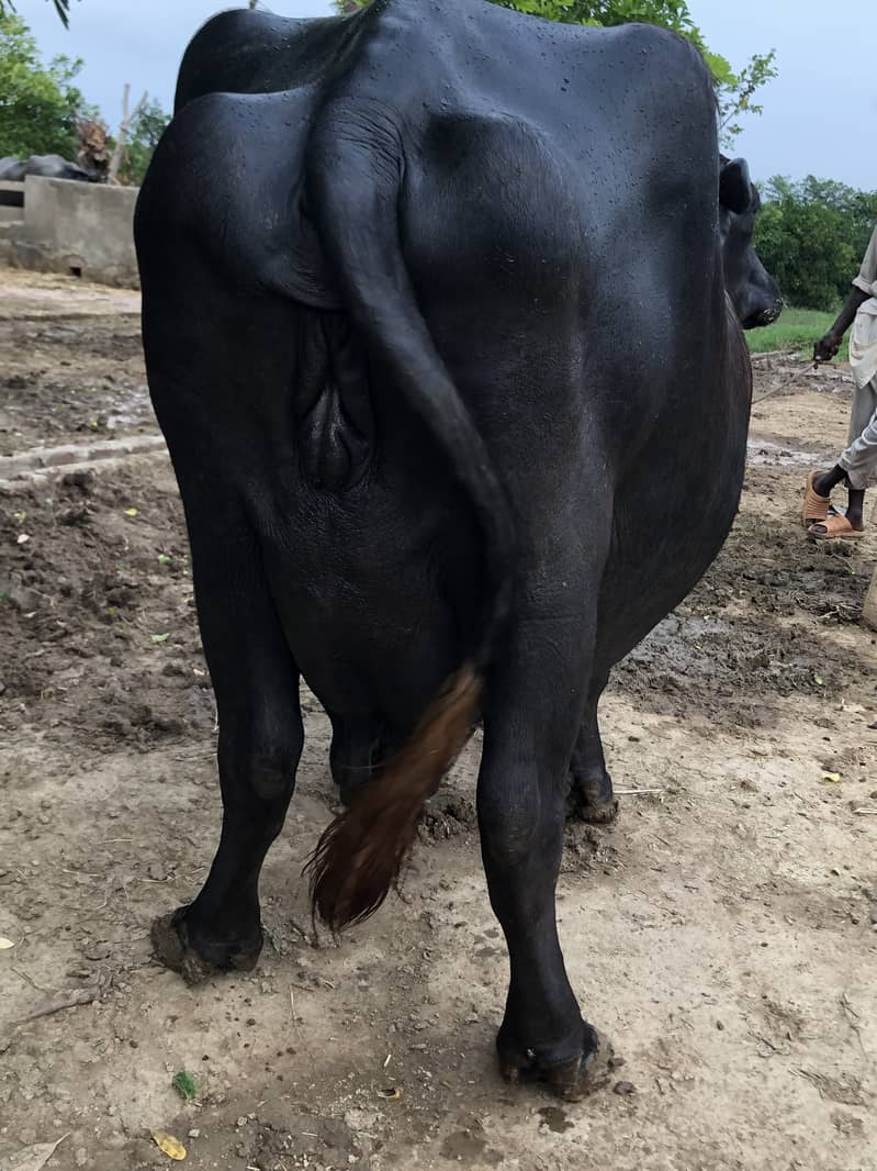 Buffalo  | Cattle 1